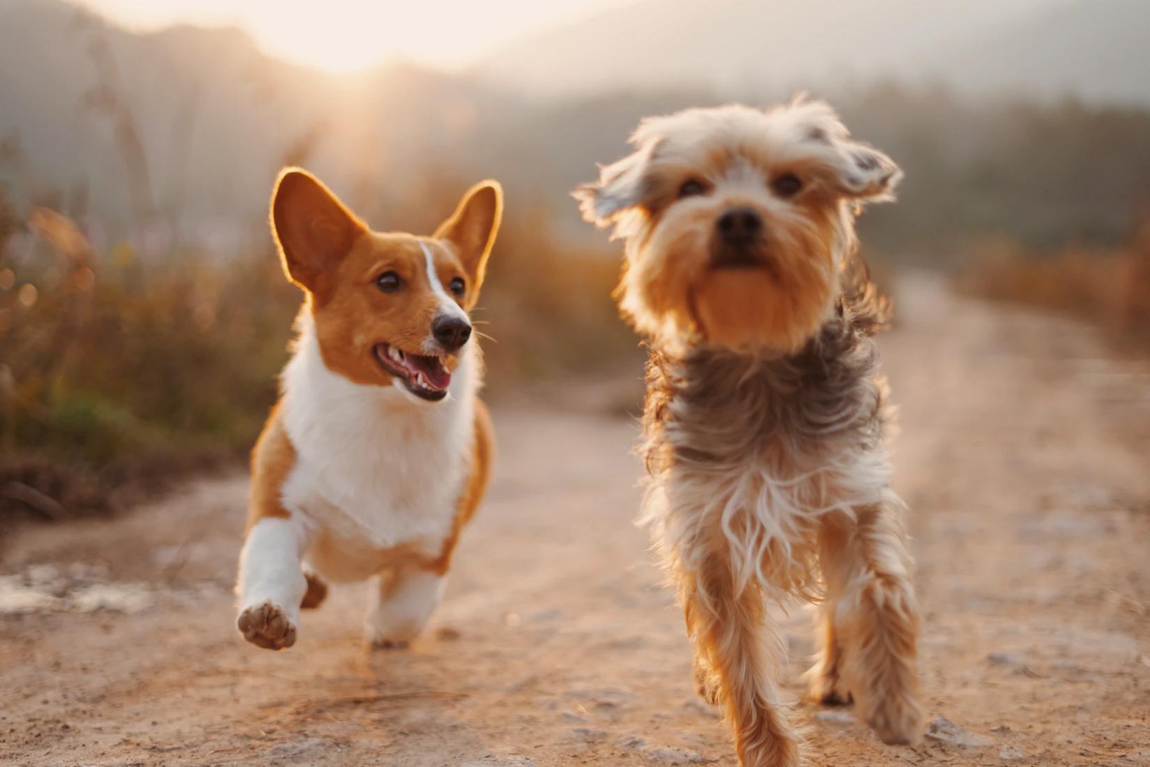 Köpek Çiftleşmesi Nasıl Oluyor? Köpeklerde Çiftleşme Süreci Köpek Çiftleşmesi Nasıl Oluyor? Köpeklerde Çiftleşme Süreci