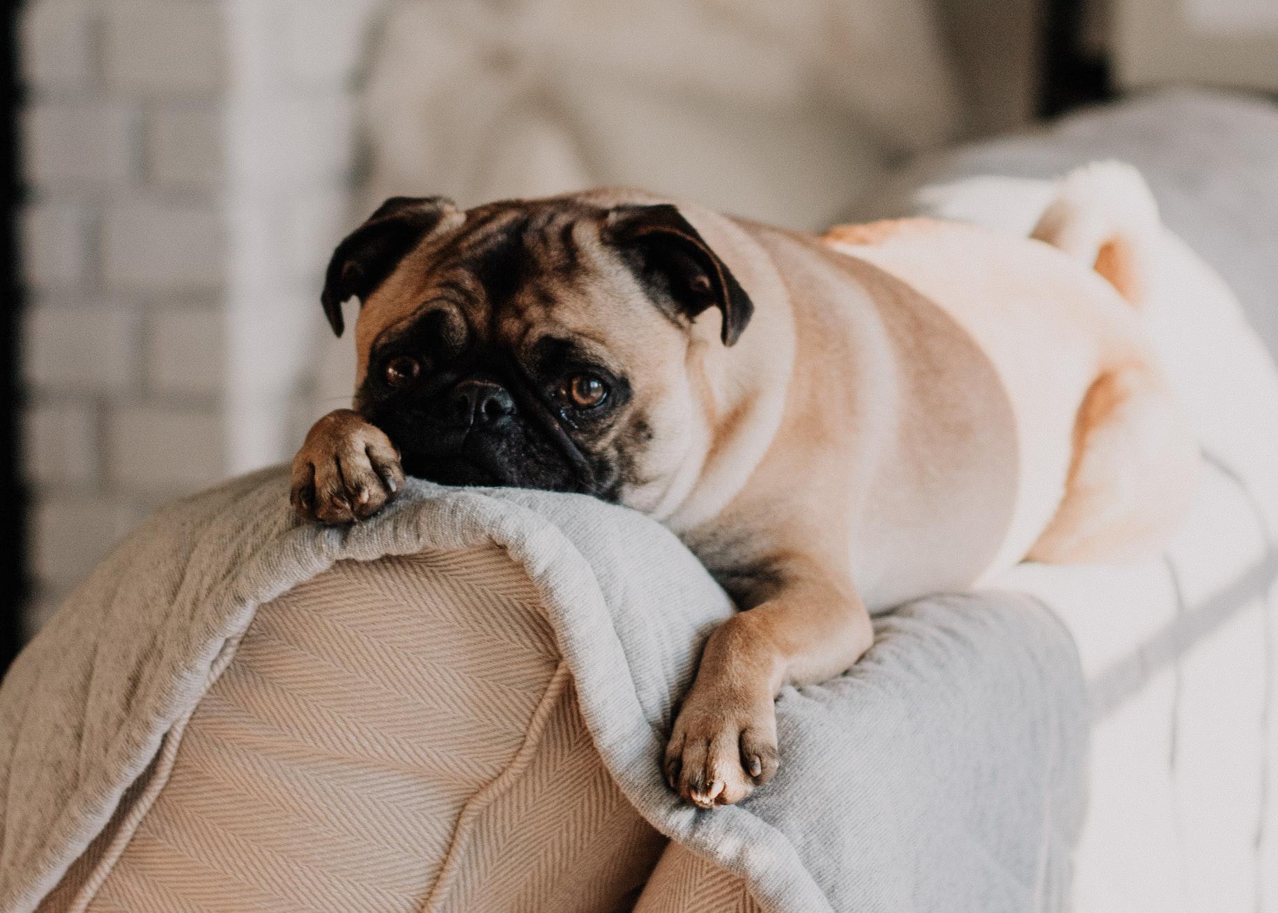 Köpeklerde Kabızlık Nedenleri ve Tedavisi