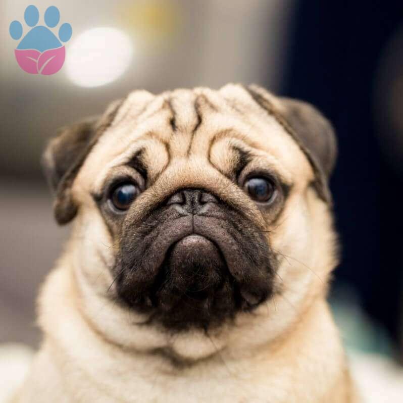 Pug Evde Koku Yapar mı? Pug Evde Koku Yapar mı?