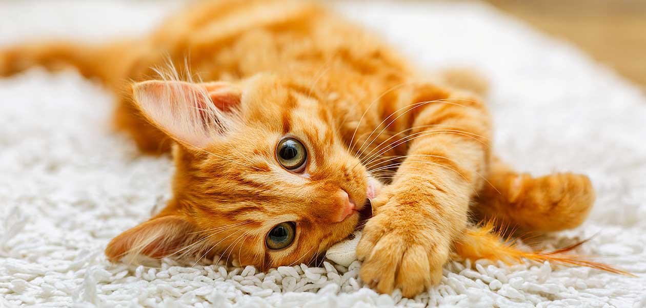 Sarman Kedi Özellikleri Hakkında Her Şey