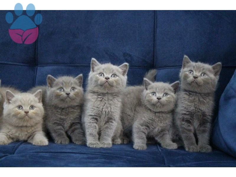 British Shorthair Özellikleri ve British Shorthair Bakımı British Shorthair Özellikleri ve British Shorthair Bakımı