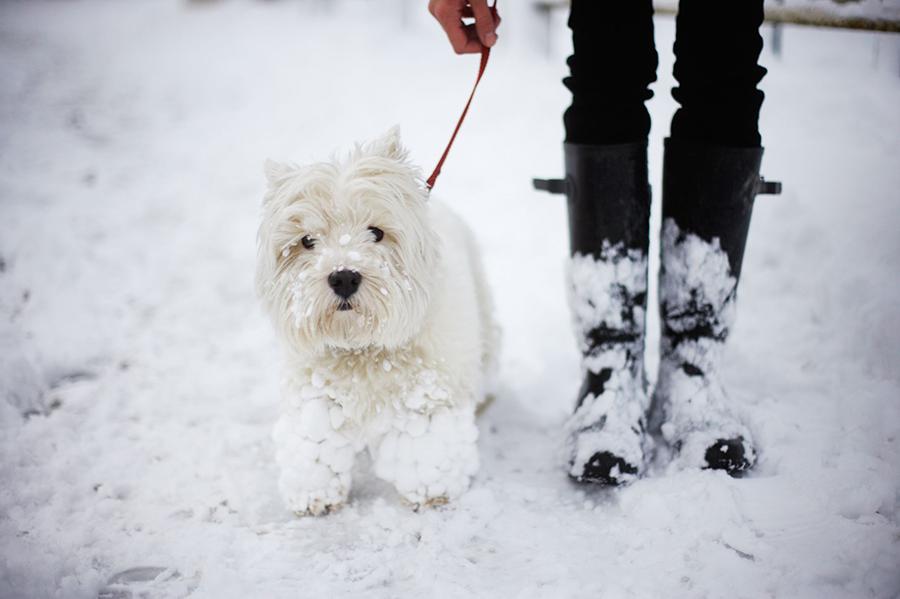 Soğuk Havada Köpekle Yürüyüş Nasıl Yapılır? Soğuk Havada Köpekle Yürüyüş Nasıl Yapılır?