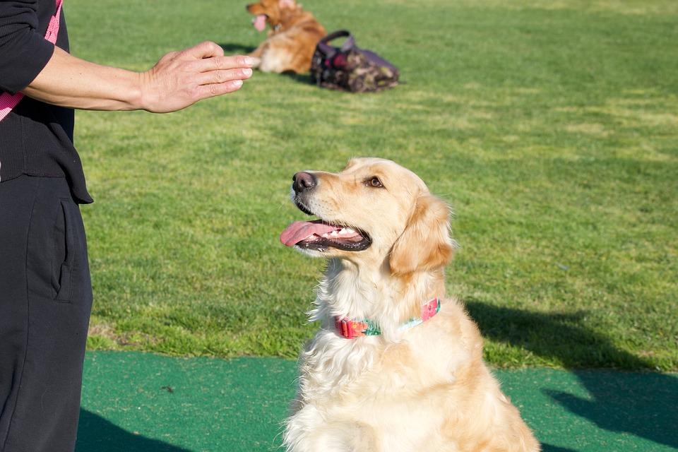 Köpeğe Öğretilecek Komutlar: Temel Köpek Eğitimi Köpeğe Öğretilecek Komutlar: Temel Köpek Eğitimi