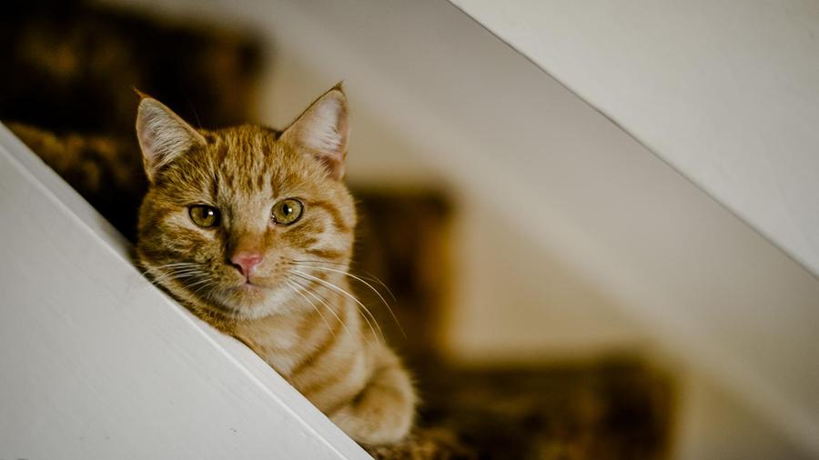 Uzun Yaşayan Kedi Cinsleri ve Özellikleri