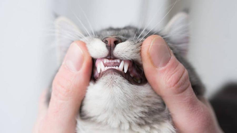 Yavru Kedi Diş Çıkarma: Kediler Ne Zaman Diş Çıkarır? Yavru Kedi Diş Çıkarma: Kediler Ne Zaman Diş Çıkarır?