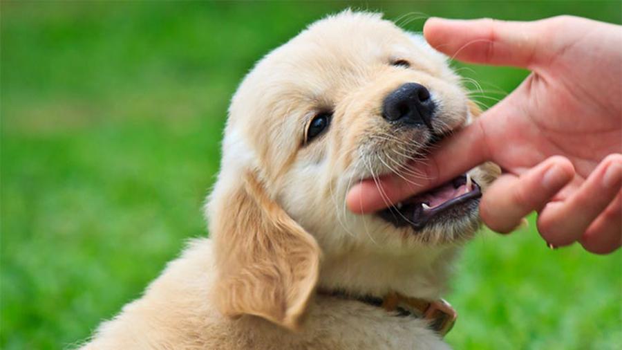 Köpeğimin Isırmasını Nasıl Önlerim ? Köpeğimin Isırmasını Nasıl Önlerim ?