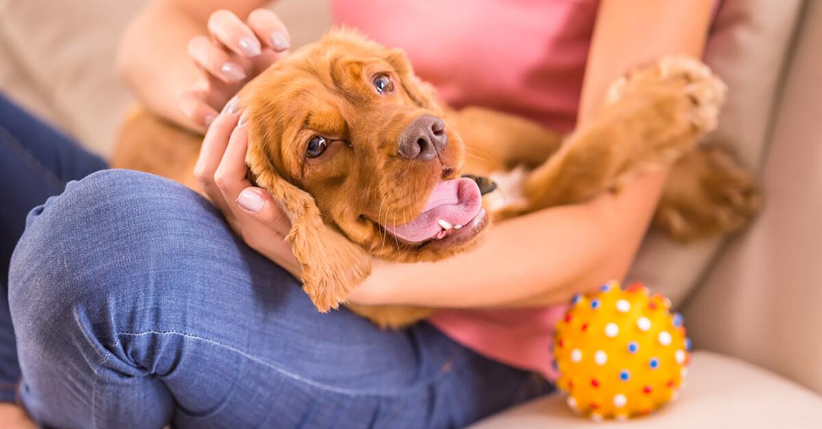 Yavru Köpekle Bir Ay Nasıl Geçmeli