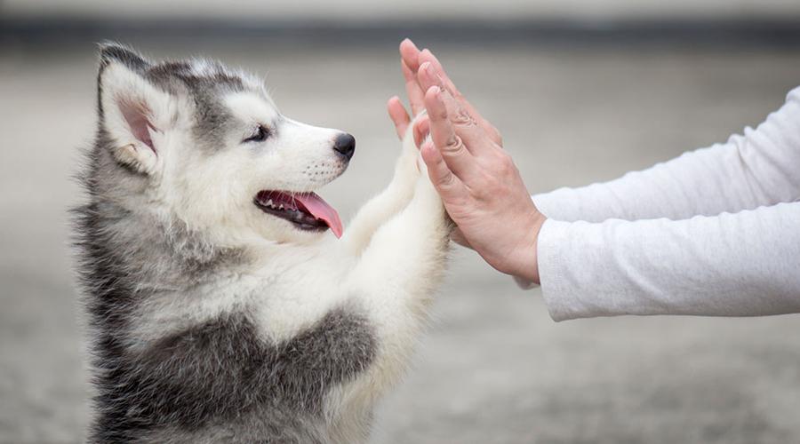 Yavru Köpeğin Sahibini Tanıması Ne Kadar Sürer Yavru Köpeğin Sahibini Tanıması Ne Kadar Sürer