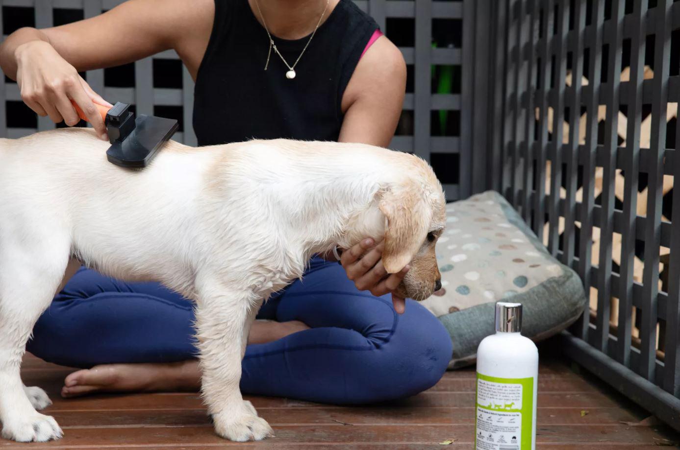 Yavru Köpek Yıkanır mı? Köpekler Ne Zaman Yıkanmalı