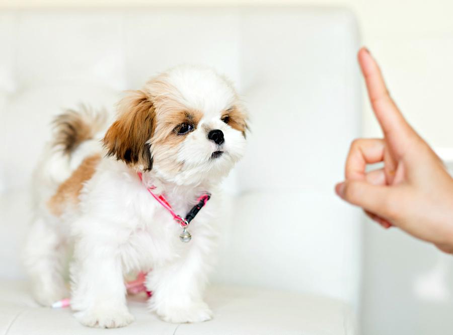 Yavru Köpeklerde Eğitim İpuçları Yavru Köpeklerde Eğitim İpuçları