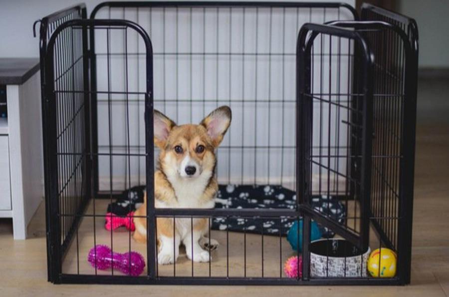Yavru Köpeklerde Kafes Eğitimi Nasıl Olmalı Yavru Köpeklerde Kafes Eğitimi Nasıl Olmalı