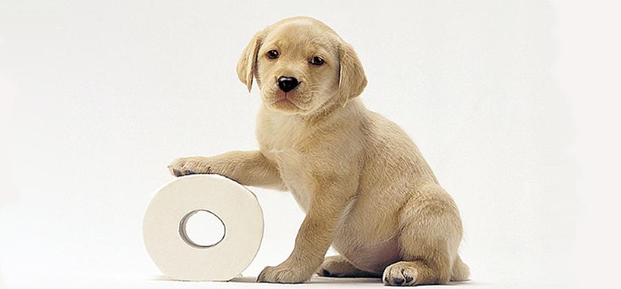 Yavru Köpeklerde Tuvalet Eğitimi İçin Öneriler Yavru Köpeklerde Tuvalet Eğitimi İçin Öneriler