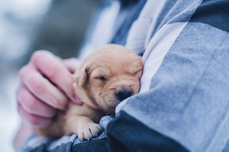 Yavru Köpek Ne Yer? Yavru Köpek Ne Yer?