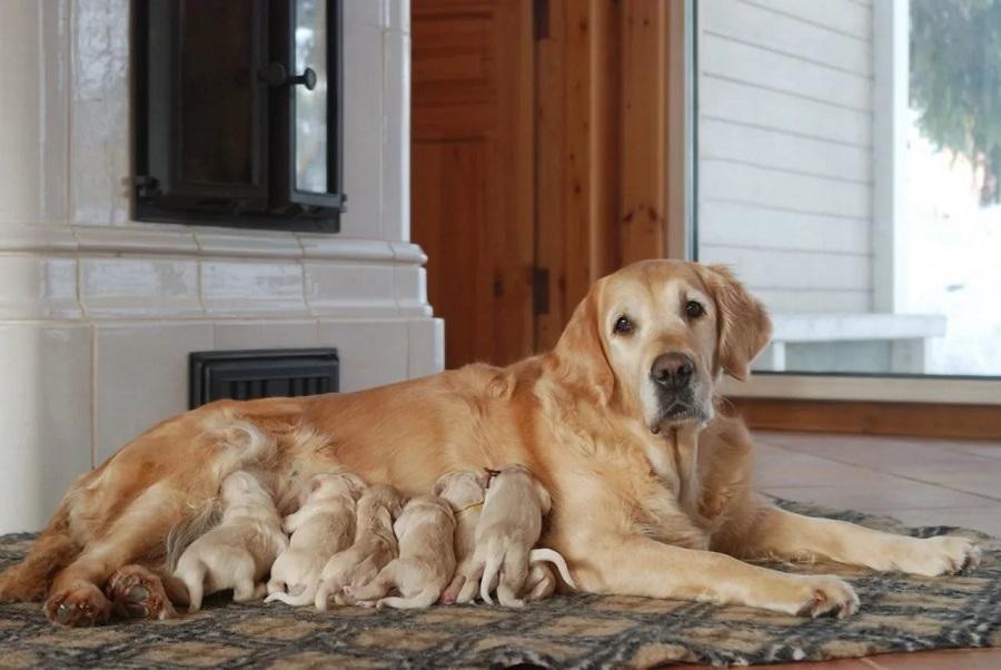 Yavru Köpekler Ne Zaman Sütten Kesilir? Yavru Köpekler Ne Zaman Sütten Kesilir?