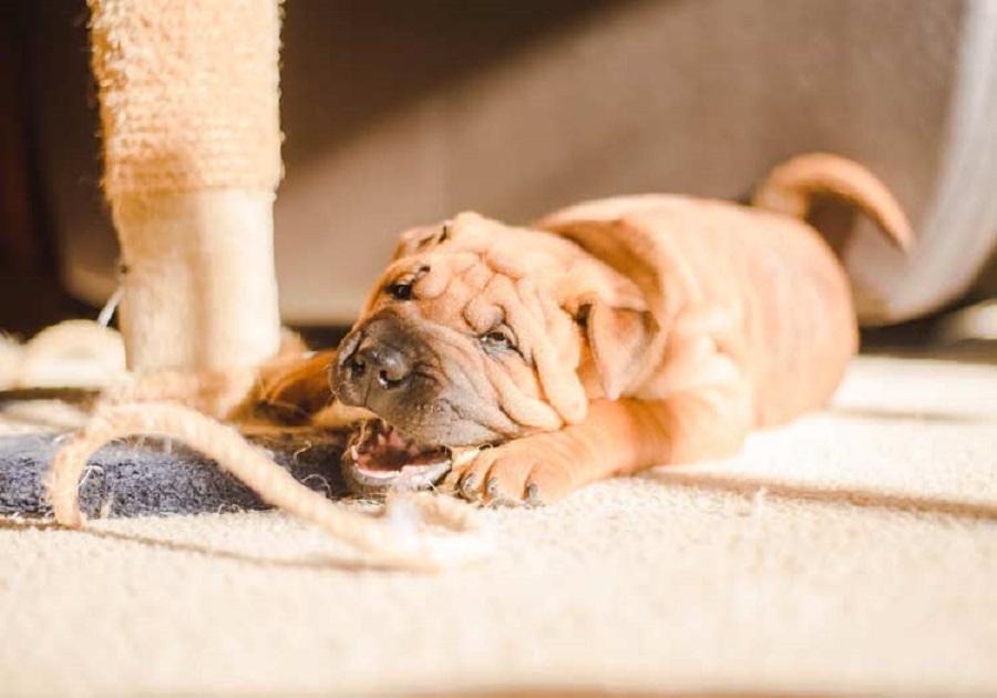 Yavru Köpeklerde Isırma Sorunu Nasıl Çözülür? Yavru Köpeklerde Isırma Sorunu Nasıl Çözülür?