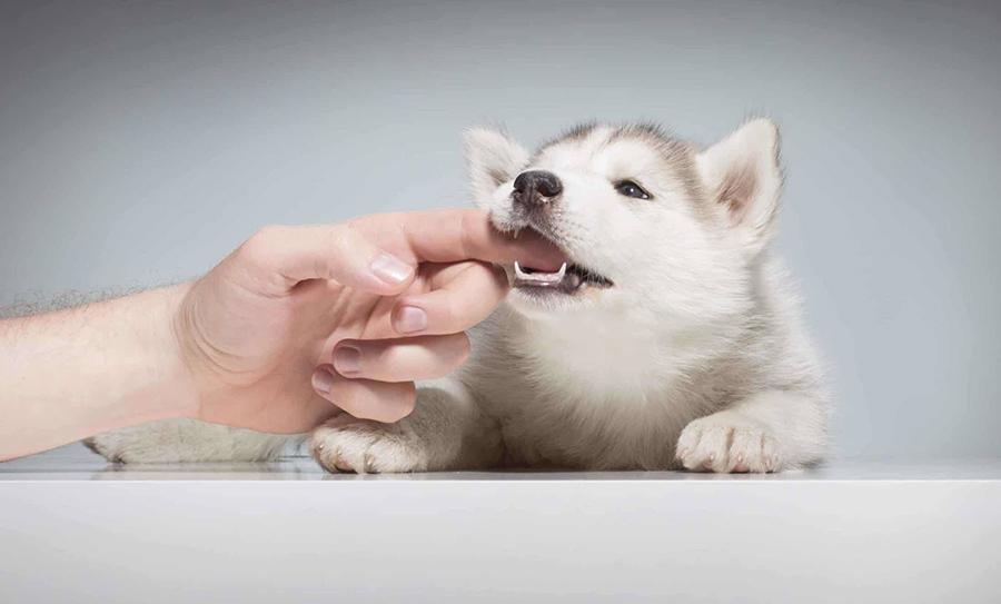 Yavru Köpeklerde Isırma Nasıl Önlenir? Yavru Köpeklerde Isırma Nasıl Önlenir?