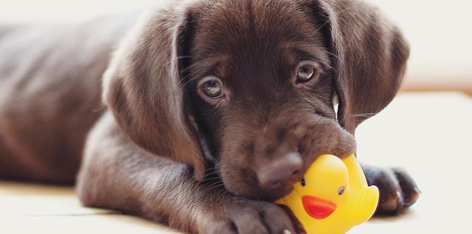 Yavru Köpeğim Mama Yemiyor? Köpeklerde İştahsızlık