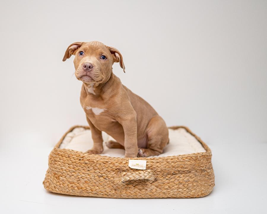 Yavru Köpeklerde Kısırlaştırma Ne Zaman Yapılır? Yavru Köpeklerde Kısırlaştırma Ne Zaman Yapılır?
