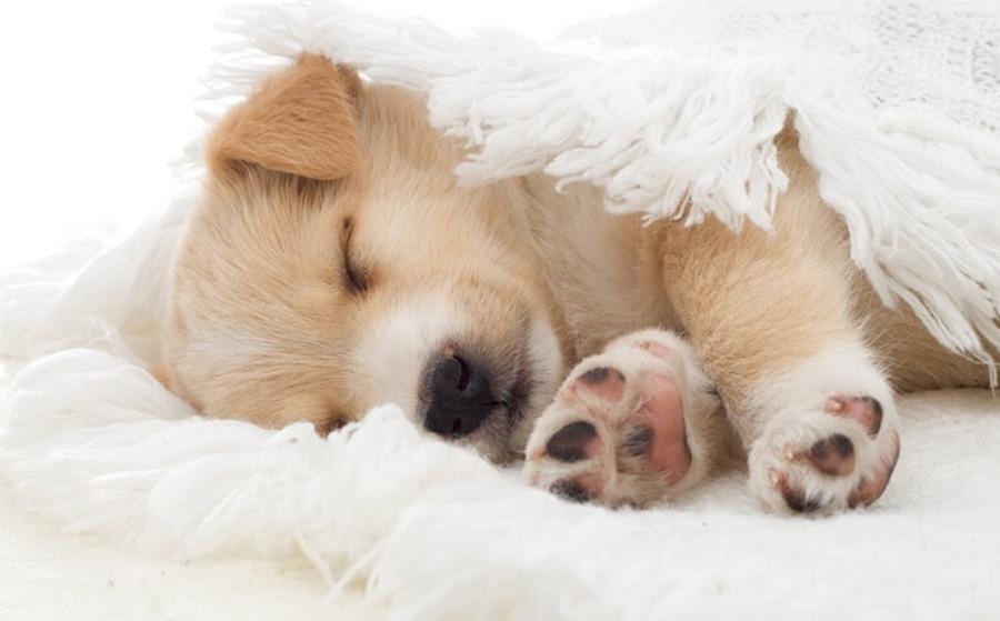 Yavru Köpeklerde Uyku Eğitimi Yavru Köpeklerde Uyku Eğitimi