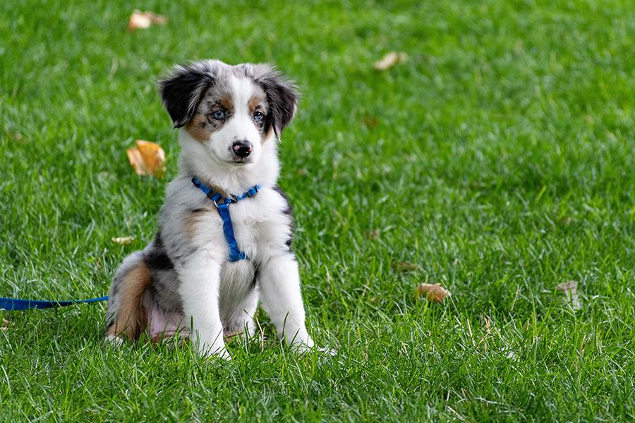 Yavru Köpek Dışarı Çıkarılır mı? Yavru Köpek Dışarı Çıkarılır mı?