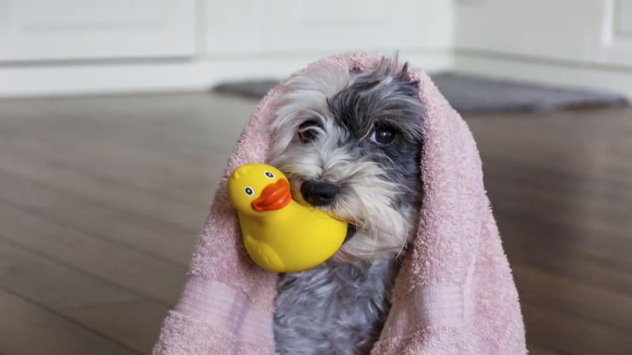 Köpeklerin Yıkanma Zamanı: Köpek Kaç Aylıkken Yıkanır Köpeklerin Yıkanma Zamanı: Köpek Kaç Aylıkken Yıkanır