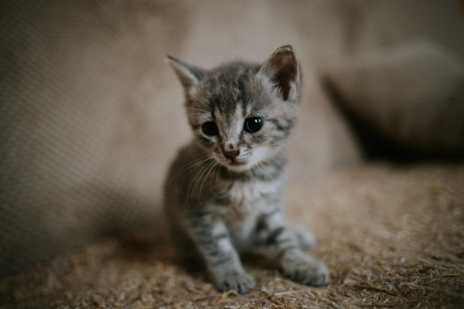 Yavru Kedilerin Beslenmesi Nasıl Olmalıdır?