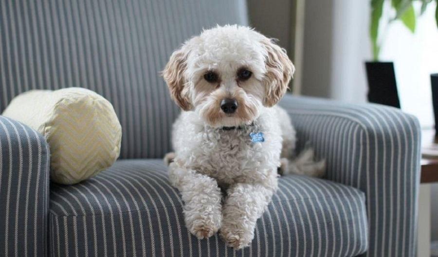 Yetişkin Köpeğin Eve Alışması Ne Kadar Sürer Yetişkin Köpeğin Eve Alışması Ne Kadar Sürer