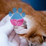 Kedilerde Kulak Uyuzu Neden Olur