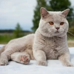 British Shorthair Genetik Hastalıkları