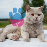 British Shorthair Genetik Hastalıkları