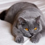 British Shorthair Fiyatları: 2025 British Shorthair Yavru Kedi Fiyatları
