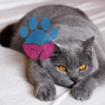 British Shorthair Fiyatları: 2025 British Shorthair Yavru Kedi Fiyatları