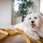 Maltese Terrier Havlar mı?