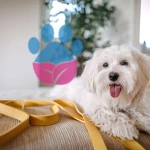 Maltese Terrier Havlar mı?