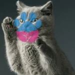 British Shorthair Eklem Ağrısı Olur Mu, Nasıl Anlaşılır?