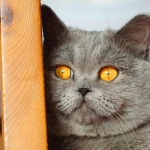 British Shorthair Kediler Mantar Hastalığı Belirtileri