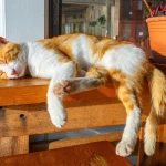 Sıcaktan Bunalan Kedileri Serinletme Yolları