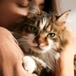 Kedi Sahiplenmek İçin Neler Gerekli?