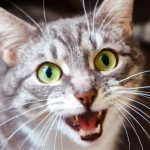 Kedilerde Travma Belirtileri: Kedi Travması Nasıl ...