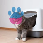 Yavru Kediler Neden İshal olurlar