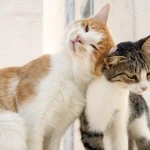 Yetişkin Kediler Kızgınlık Süreçleri ve Çiftleşme ...