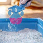 Evdeki Kedi Kokusunu Gidermek İçin Kesin Çözümler