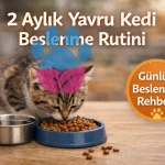 Yavru Kedi Kaç Saatte Bir Beslenmeli