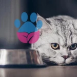 Yavru Kedinin Acıktığını Nasıl Anlama Yolları