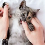 Kediler Neden Isırır?