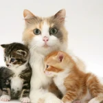 Yavru Kedi Annesinden Ne Zaman Ayrılmalı