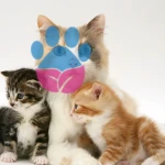 Yavru Kedi Annesinden Ne Zaman Ayrılmalı