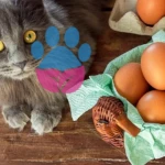 Kediler Yumurta Yer mi: Kedilerde Yumurtanın Faydaları