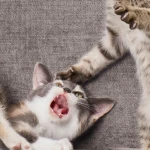 Hırçın Kedi Sakinleştirme Yolları: Kediler Neden Agresif Olur