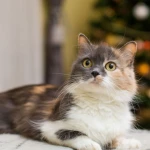 Yılbaşı Ağacınızı Evcil Hayvanınızdan Koruma Yolları